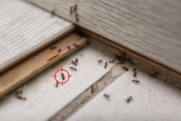 Best Pest Prevention Services  in Springville, IA