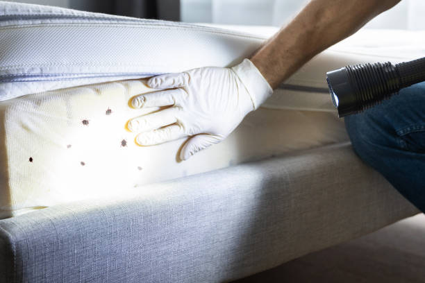 Best Pest Control Treatment  in Springville, IA