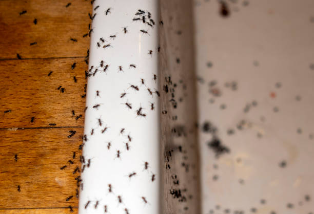 Best Emergency Pest Control  in Springville, IA