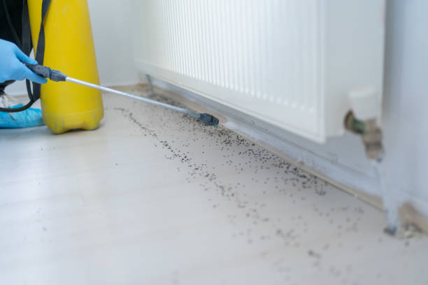 Best Pest Prevention Services  in Springville, IA